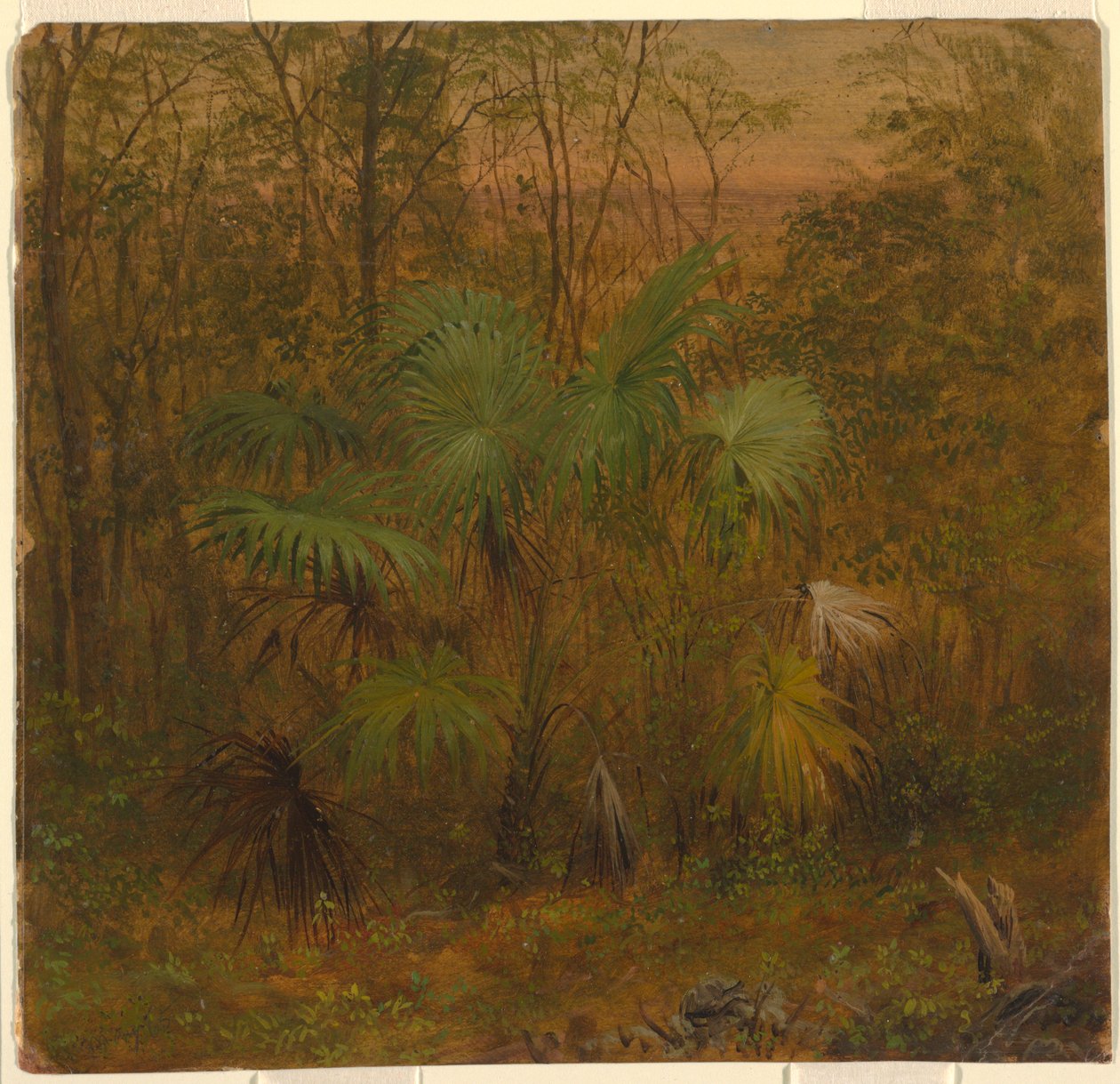Thatch Palm, Jamaika by Frederic Edwin Church