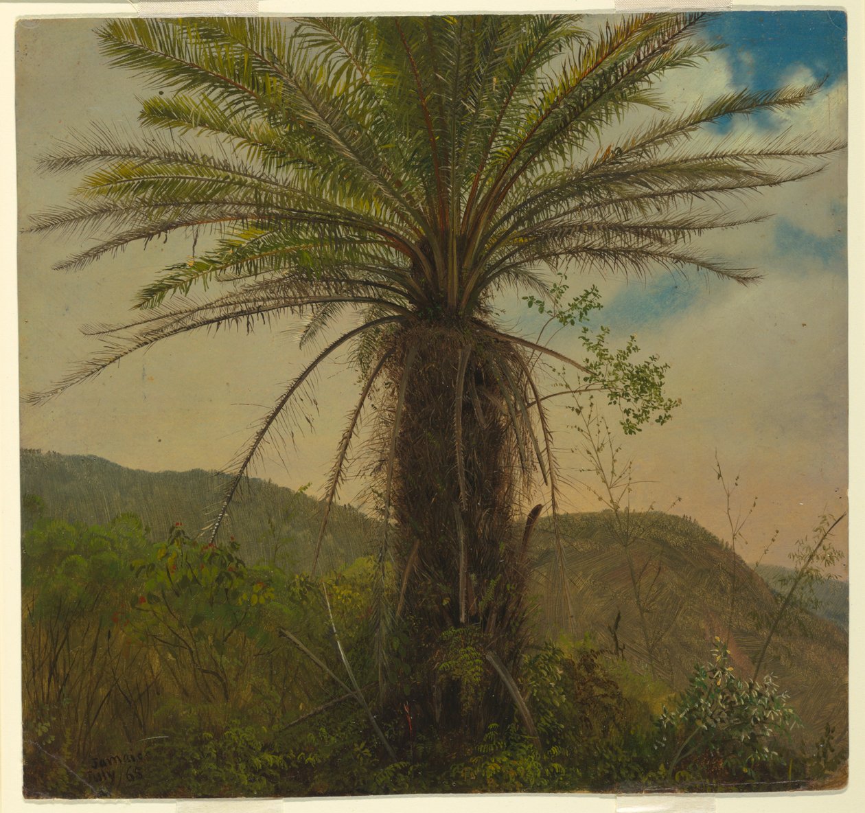 Ağaç Eğreltiotu, Jamaika, Temmuz 1865 by Frederic Edwin Church