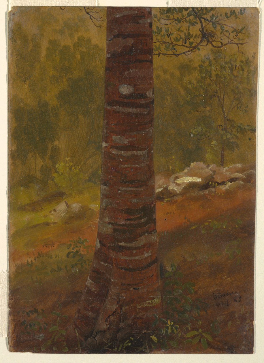 Ağaç Gövdesi, Jamaika by Frederic Edwin Church