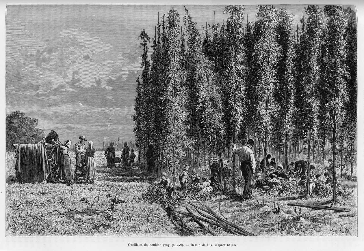 Şerbetçiotu toplama. Edouard Charton (1807-1890), Hachette, Paris tarafından yönetilen tur du monde 1888
