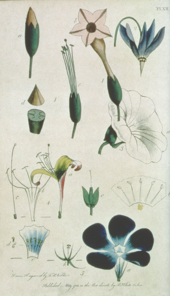 Levha XII, Mektup XVI Pentandria Monagia, Carolus Linnaeus (1707-78) tarafından açıklandığı gibi Botanik unsurlarını gösteren beş organlı çeşitli çiçekler, sanatçı tarafından oyulmuş, pub. B. Beyaz ve Oğul tarafından, by Frederick Polydor Nodder