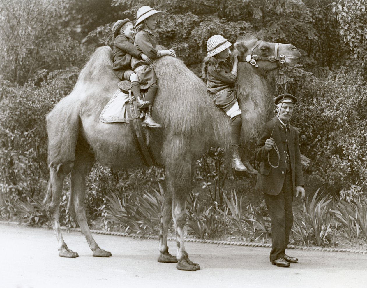A Bactrian Camel ride with keeper and three children at London Zoo, May 1914  by Frederick William Bond