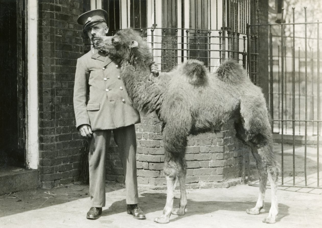 Bir Baktriya deve buzağı, bekçisi, hayvanat bahçesinde doğduktan dört hafta sonra, Londra Hayvanat Bahçesi, 1929 by Frederick William Bond