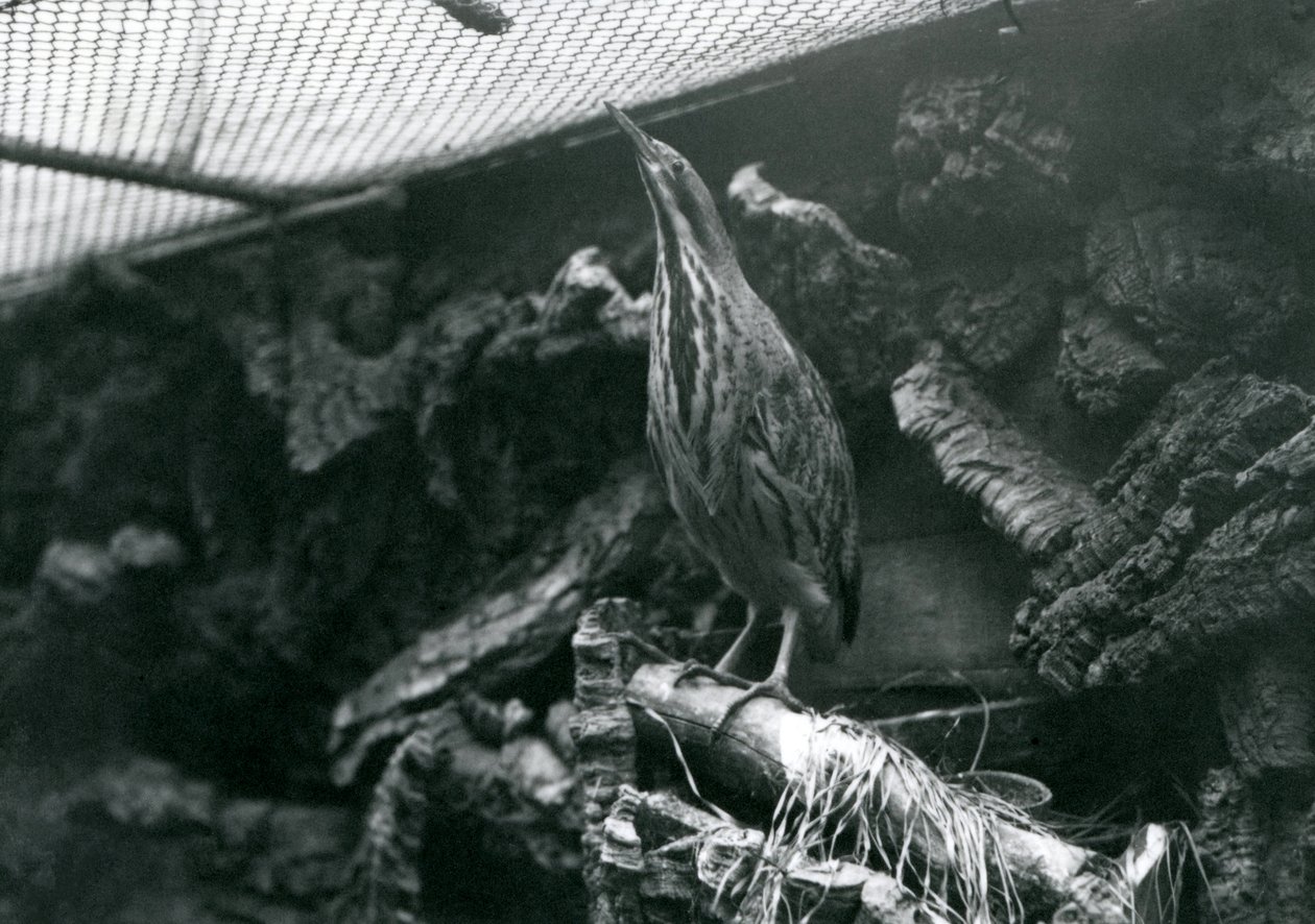 Londra Hayvanat Bahçesinde Bir Bittern, Haziran 1922 by Frederick William Bond