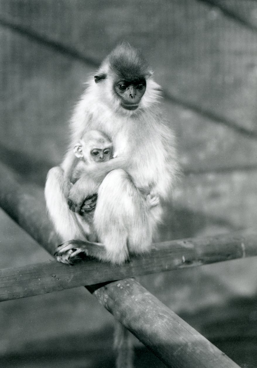 Bir kiriş üzerinde otururken bebeği tutan şapkalı bir Langur, Londra Hayvanat Bahçesi, 11 Kasım 1913 by Frederick William Bond