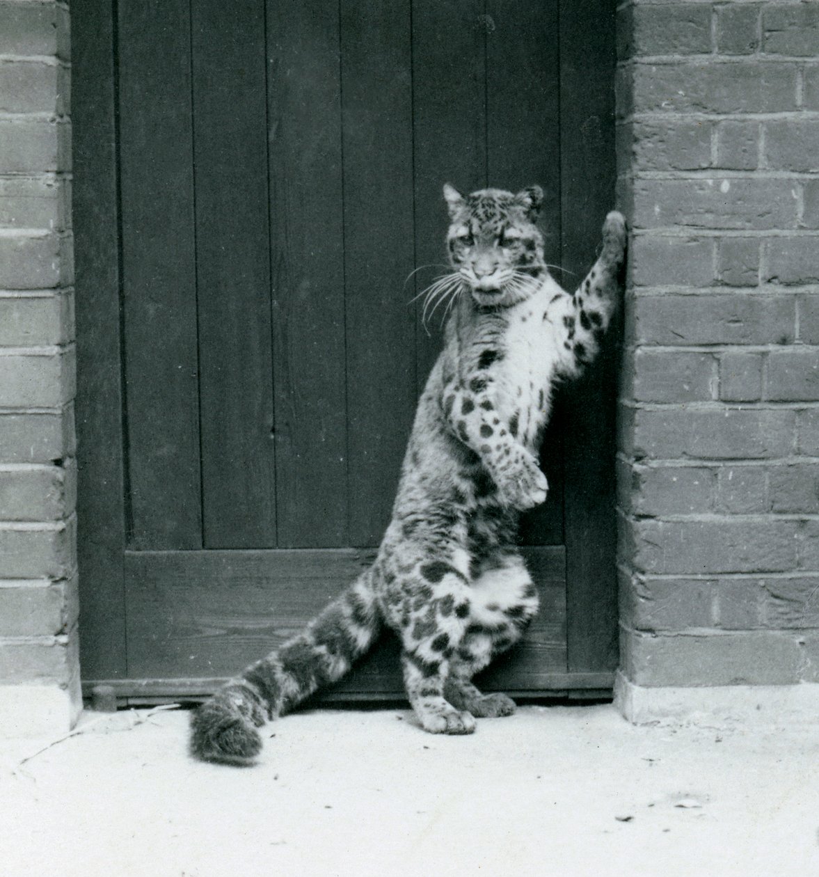Bir Bulutlu Leopar arka ayakları üzerinde duruyor, bir kapı eşiğine yaslanıyor, Londra Hayvanat Bahçesi, 1922 (bw fotoğraf) by Frederick William Bond