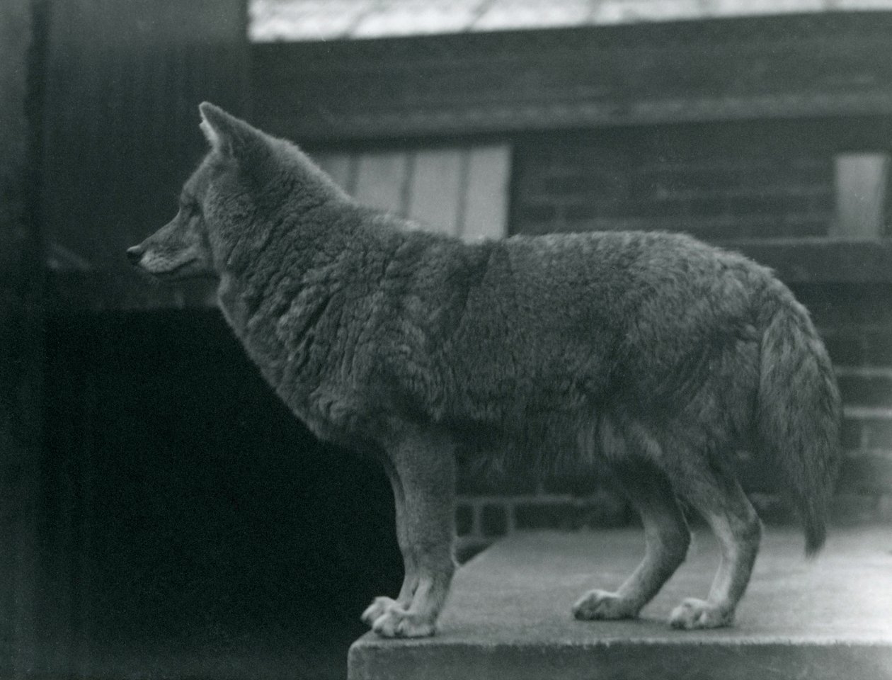 Londra Hayvanat Bahçesi'nde Bir Coyote, Ekim 1920 by Frederick William Bond