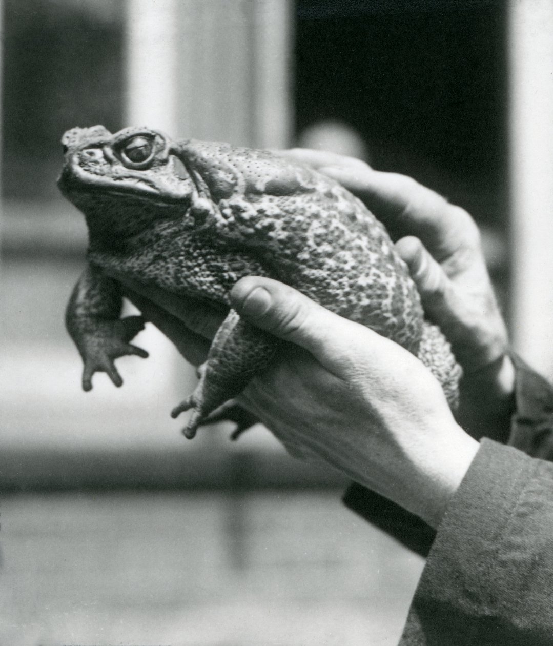 Gardiyanların elinde tutulan bir GiantCaneMarine Toad, Londra Hayvanat Bahçesi, Ağustos 1923 (bw fotoğraf) by Frederick William Bond