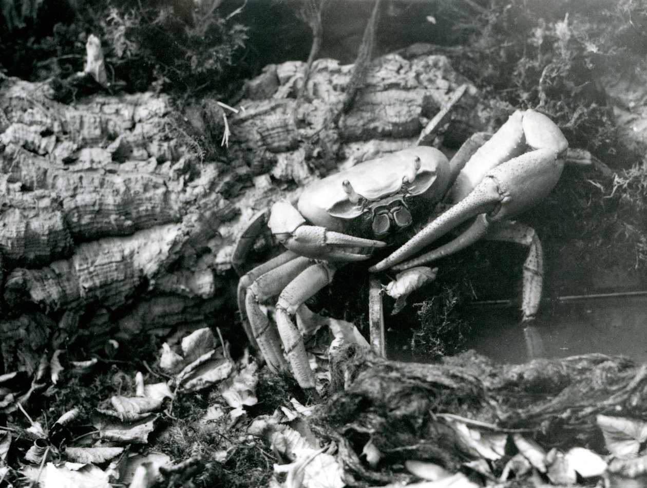 Londra Hayvanat Bahçesinde Bir Kara Yengeci, Mayıs 1922 by Frederick William Bond