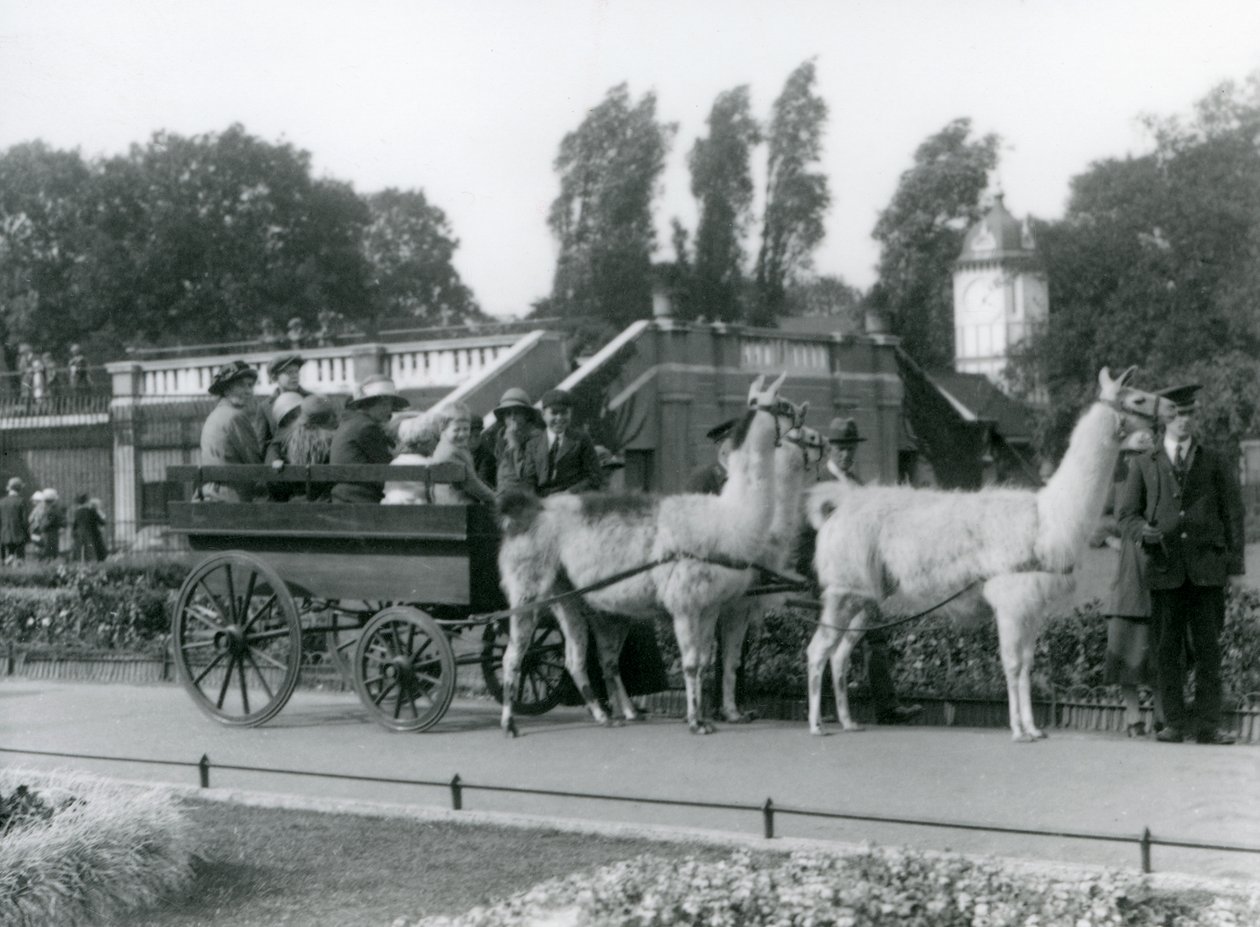 Keepers tarafından yönetilen üç Llama ile ziyaretçiler için bir lama arabası yolculuğu, Londra Hayvanat Bahçesi, Ağustos 1923 (bw fotoğraf) by Frederick William Bond
