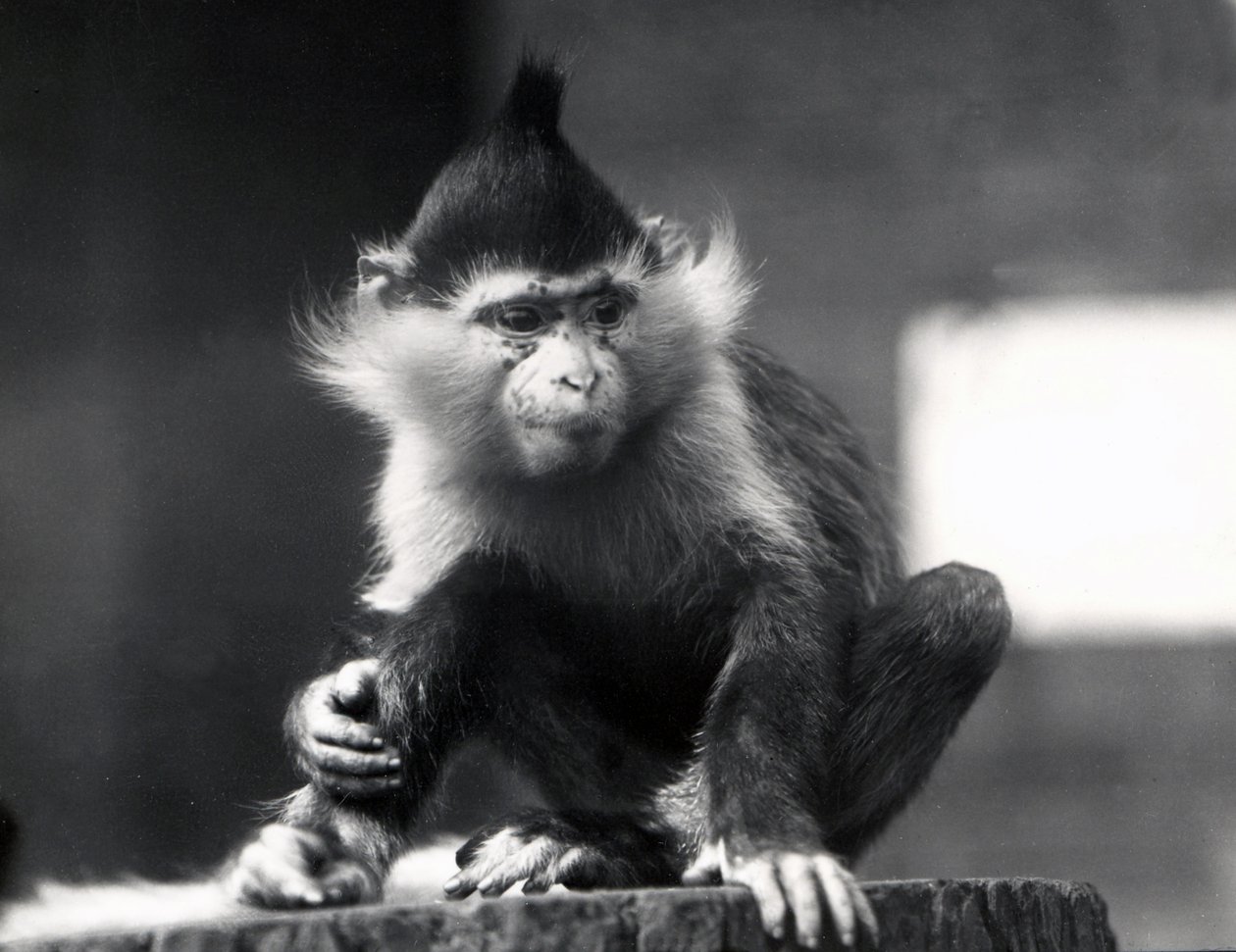 Bir Mangabey maymunu, Çiller, Temmuz 1925'ten itibaren ZSL Londra Hayvanat Bahçesi'nde by Frederick William Bond