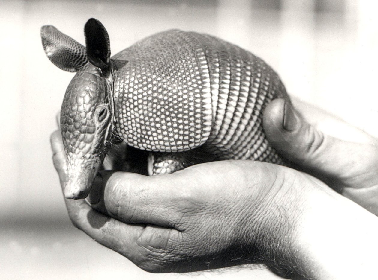 Dokuz bantlı Armadillo veya Dokuz bantlı Uzun burunlu Armadillo, Ağustos 1926 dolaylarında by Frederick William Bond