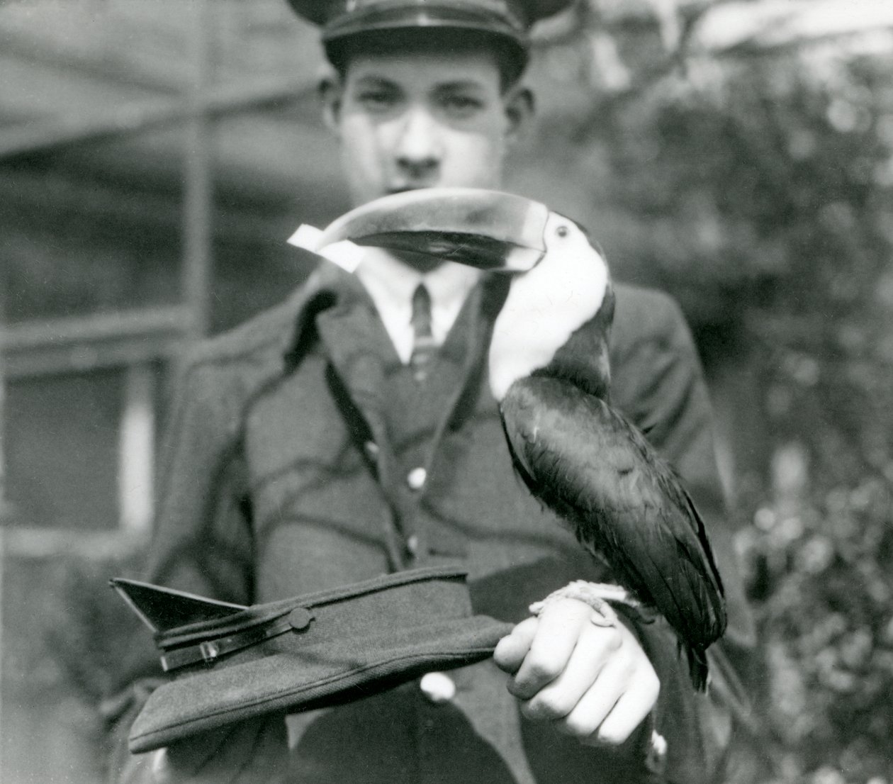 Kırmızı gagalı bir Toucan, kaleci C. Hersey tarafından tutulan bir şapkadan bir bilet çekiyor (bw photo) by Frederick William Bond