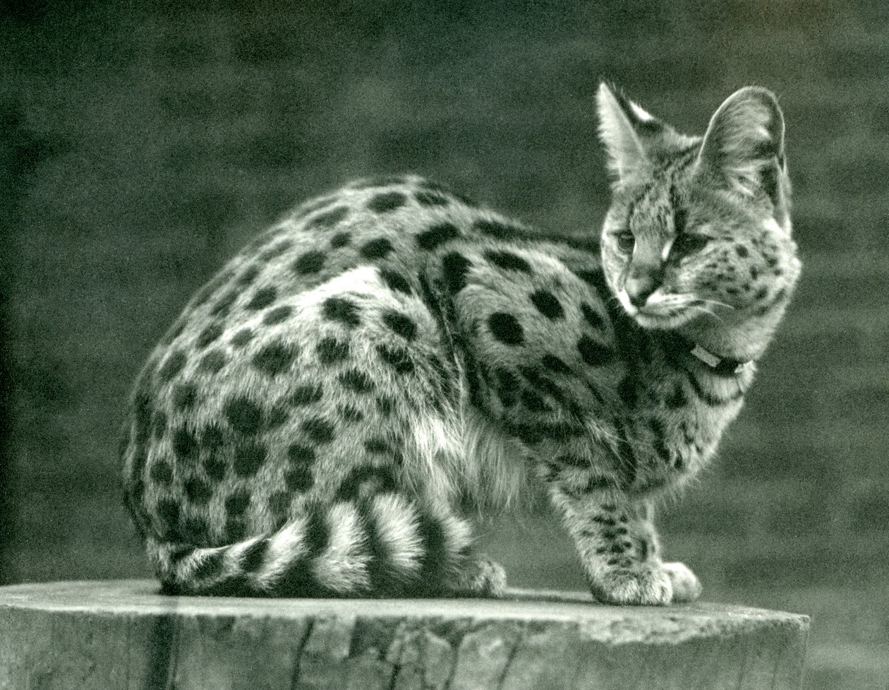 Londra Hayvanat Bahçesinde Bir Serval, 1923 (bw fotoğraf) by Frederick William Bond