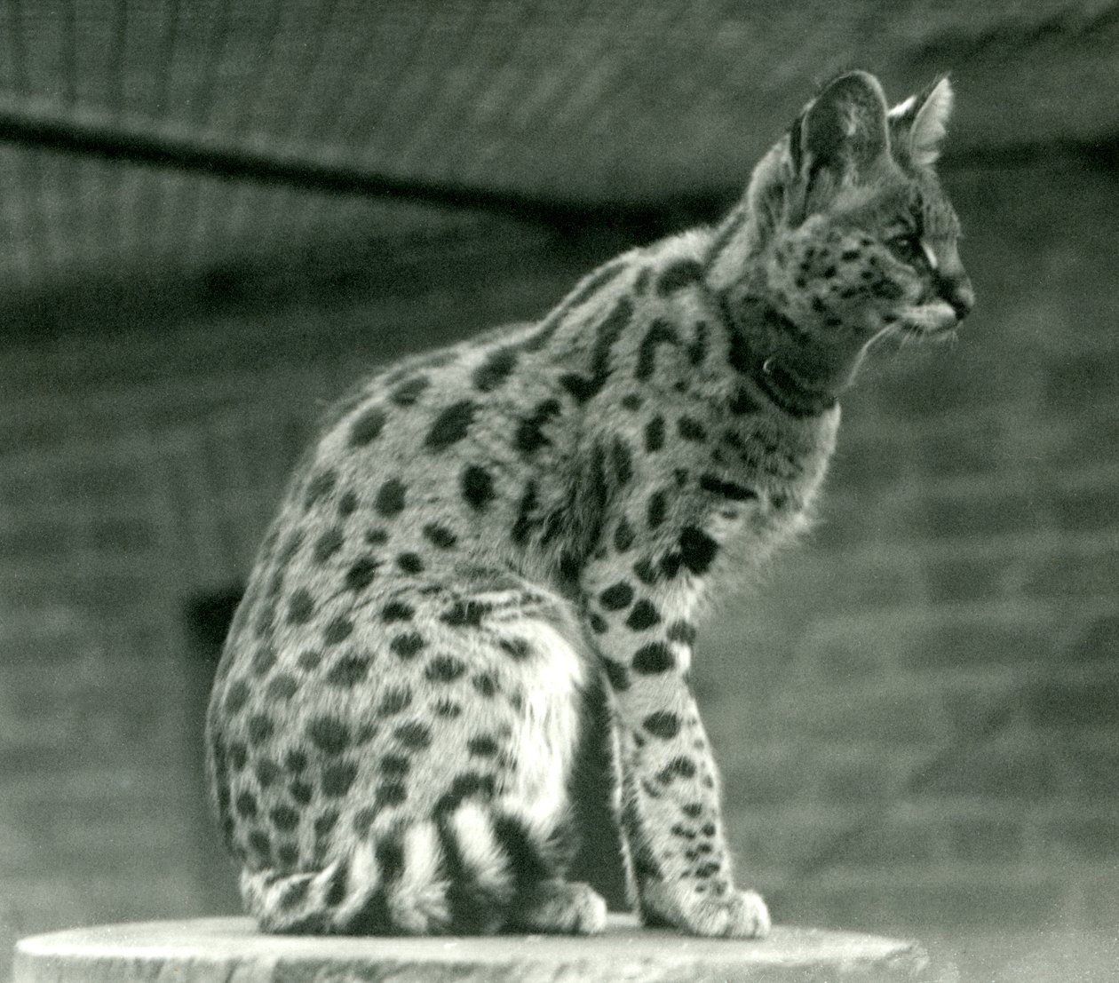 Londra Hayvanat Bahçesinde Bir Serval, 1923 (bw fotoğraf) by Frederick William Bond