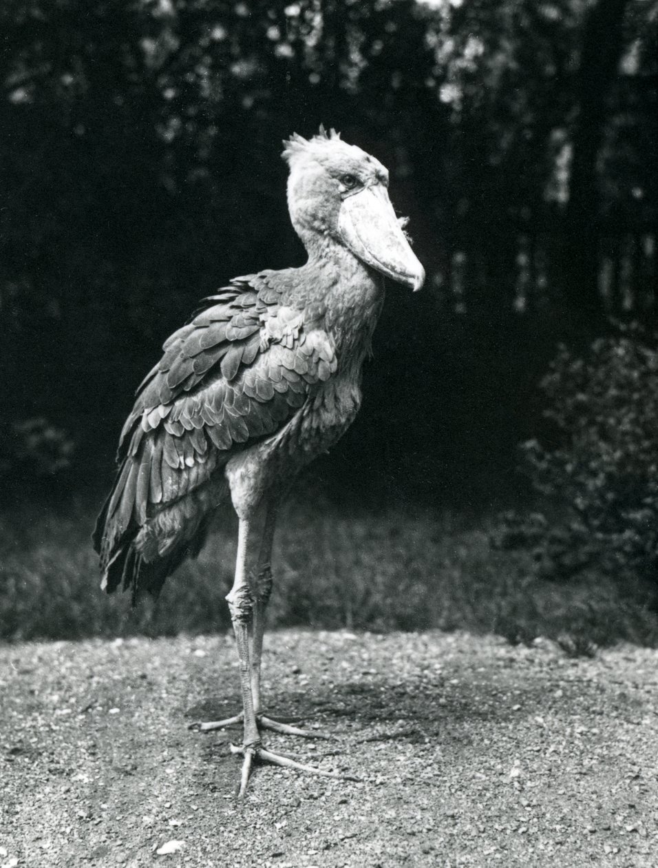 Londra Hayvanat Bahçesi'nde Bir Shoebill veya Balina başlı Leylek, Haziran 1914 by Frederick William Bond