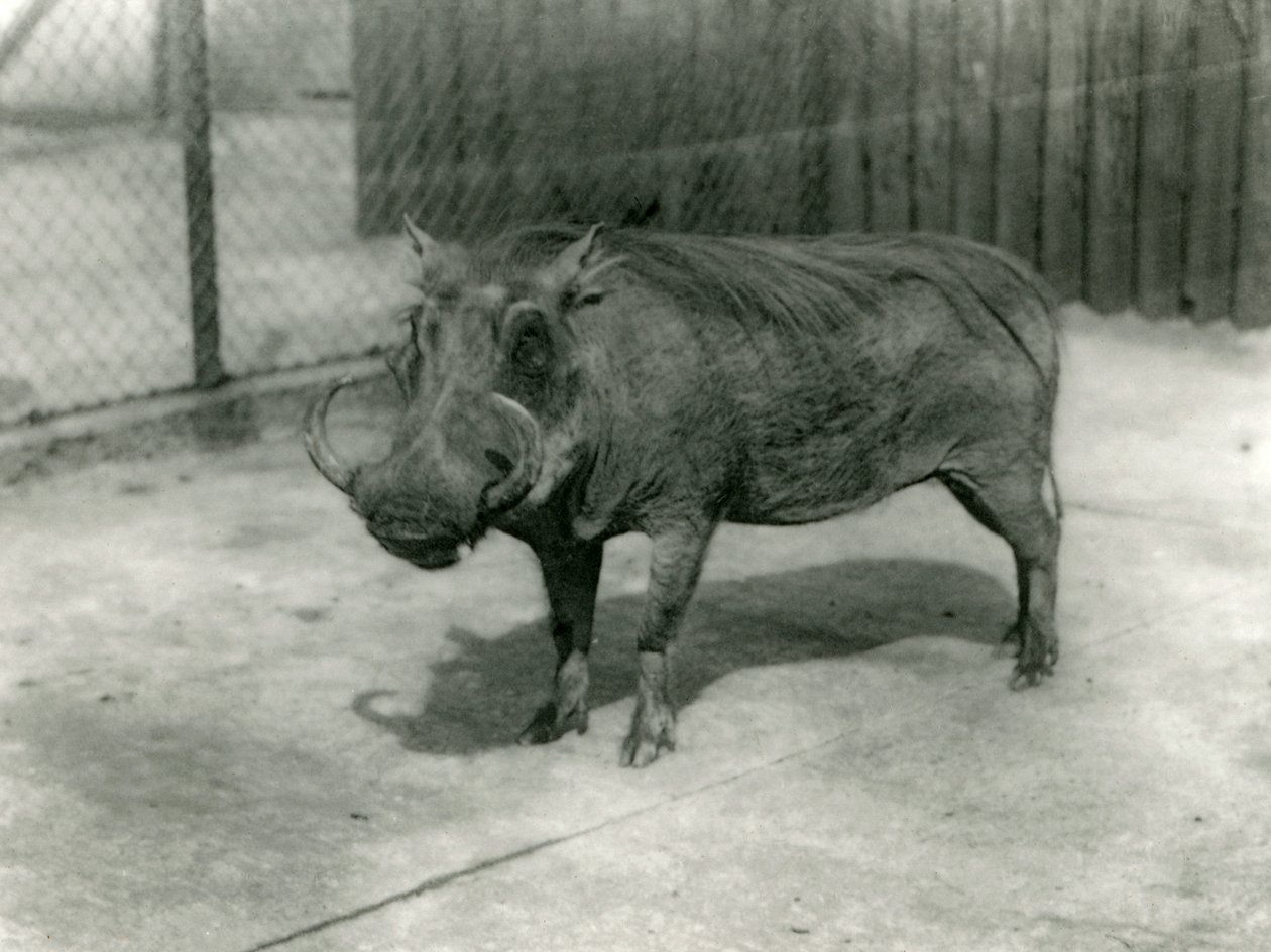 Bir Warthog, Londra Hayvanat Bahçesi, 1923 (bw fotoğraf) by Frederick William Bond