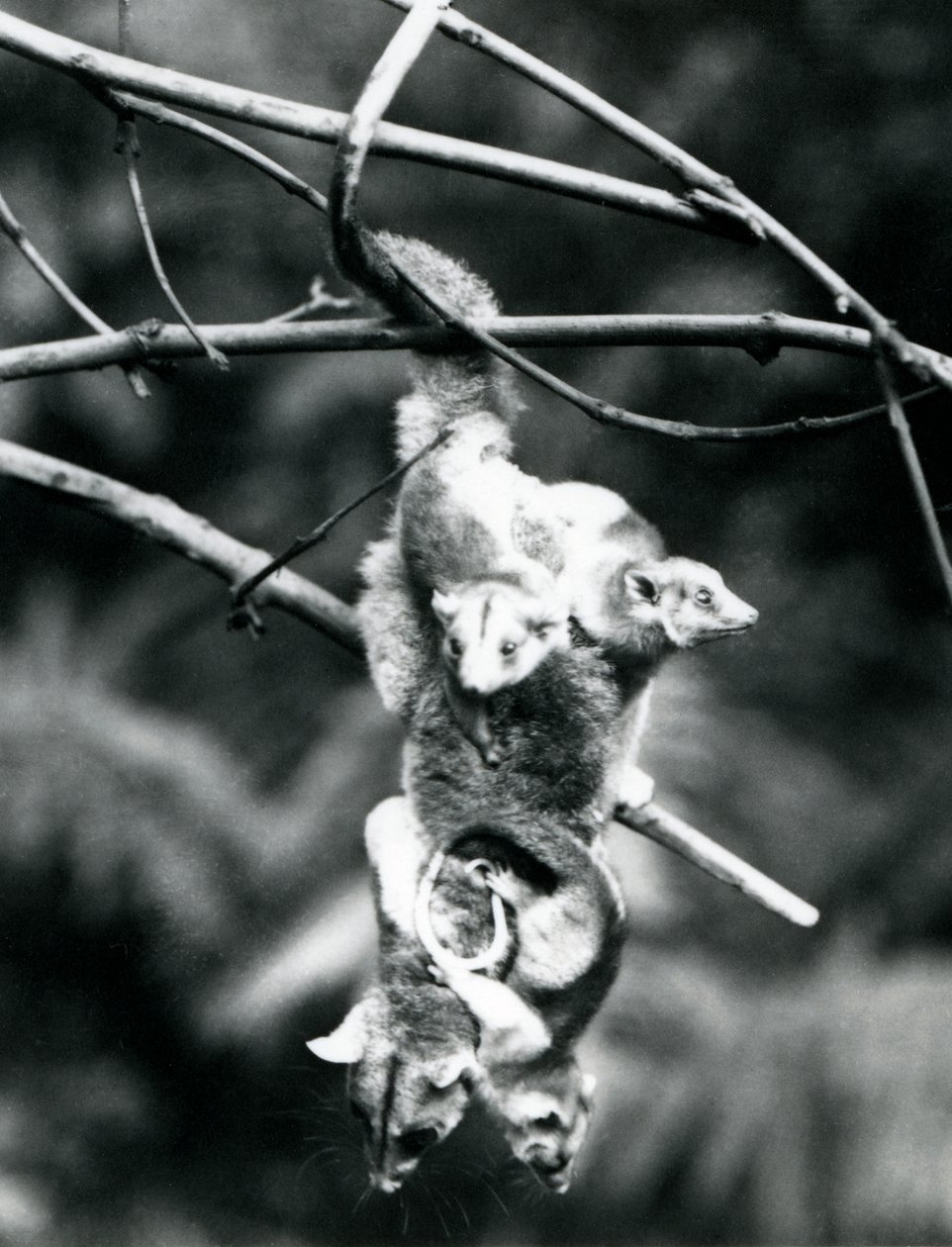 Bir Yünlü Opossum, üç yavrusuyla birlikte, kavrayıcı kuyruğunu kullanarak bir dalda asılı duruyor, Londra Hayvanat Bahçesi, Eylül 1913 by Frederick William Bond
