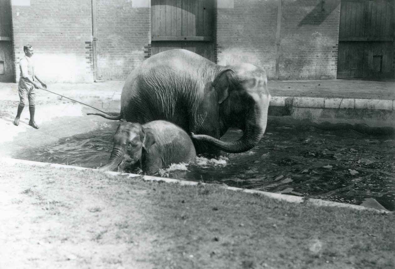 Yavru bir Asya Fili ve yetişkin dişi Lukhi, havuzlarında banyo yaparken, eğitmenleri havuzun kenarında, 1923 (bw fotoğraf) by Frederick William Bond