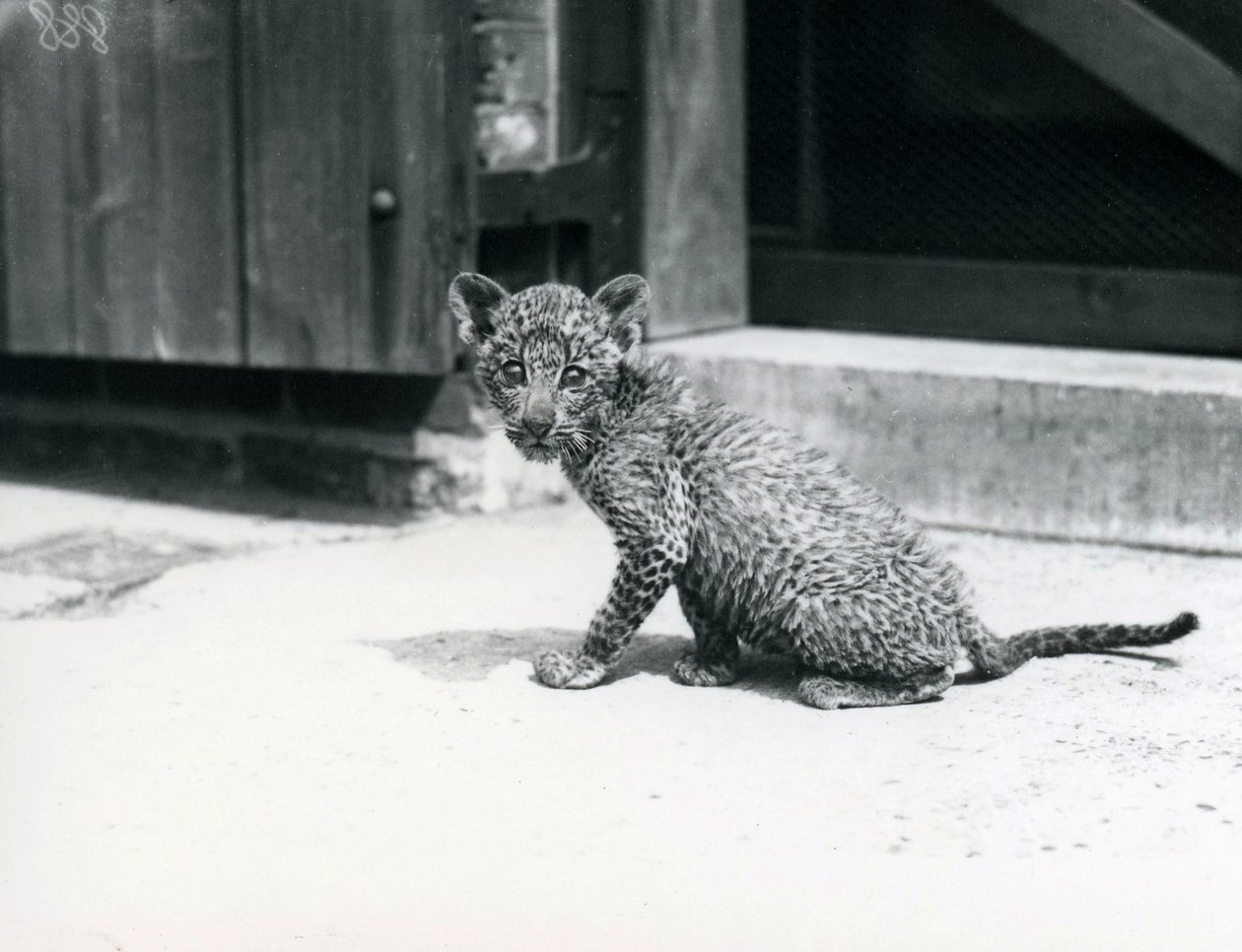 Londra Hayvanat Bahçesi'nde bir bebek Leopar, Haziran 1915 by Frederick William Bond