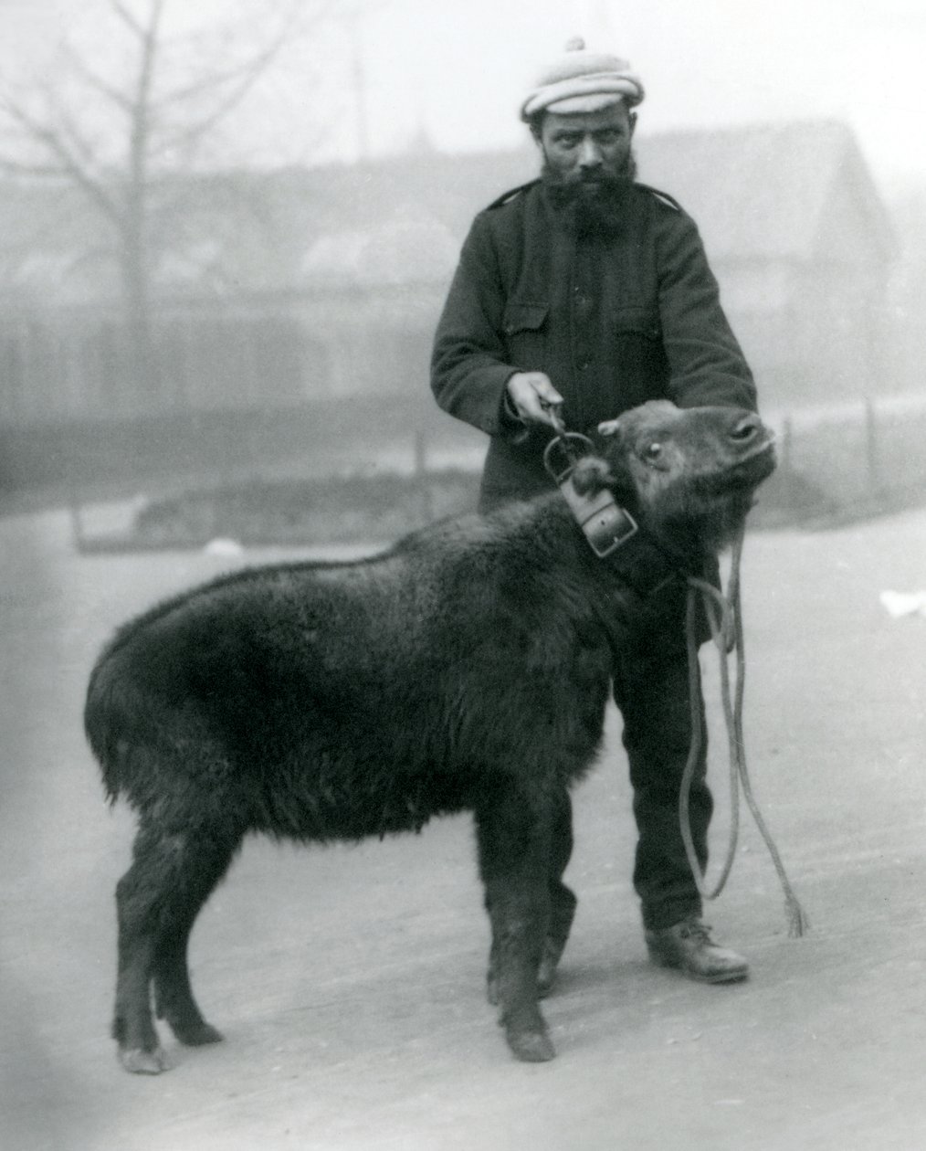 Sığır güderi veya işleyicili gnu keçisi olarak da bilinen dişi bir takin, Londra Hayvanat Bahçesi, Nisan 1923 (bw fotoğraf) by Frederick William Bond