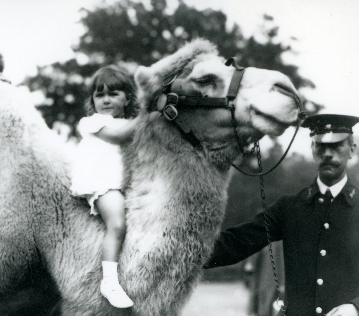 Genç bir kızı boynuna bindiren Baktriya devesine sahip bir bekçi, Londra Hayvanat Bahçesi, Eylül 1922 (bw fotoğraf) by Frederick William Bond