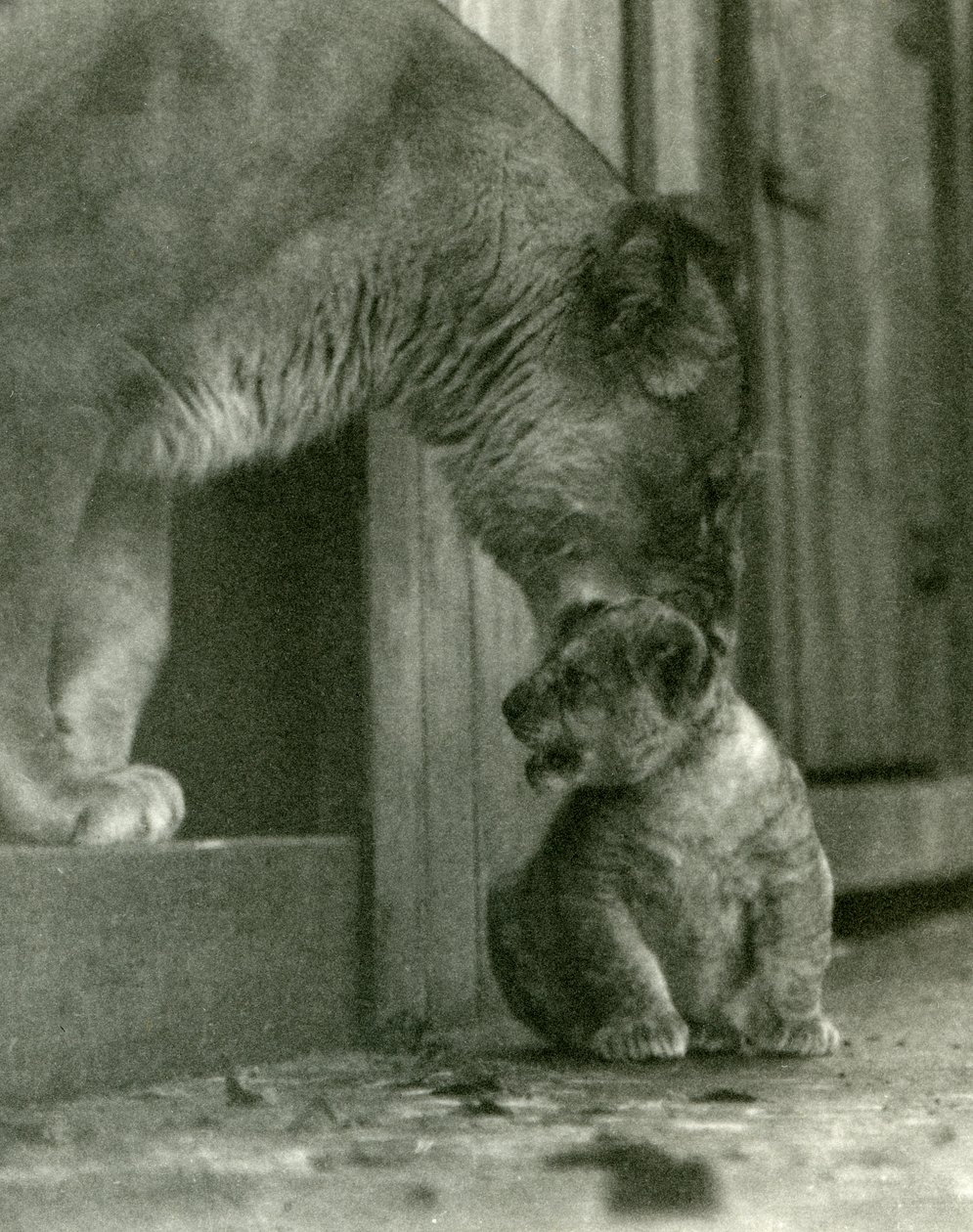 Hayvanat bahçesinde doğan yavrusunu boynundan kaldırmak üzere olan bir dişi aslan, Londra Hayvanat Bahçesi, Ekim 1923 (bw fotoğraf) by Frederick William Bond