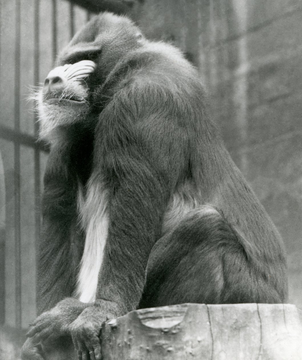 Muhafazasında bir kütük üzerinde oturan bir erkek Mandrill George, Londra Hayvanat Bahçesi, Ağustos 1923 (bw fotoğraf) by Frederick William Bond