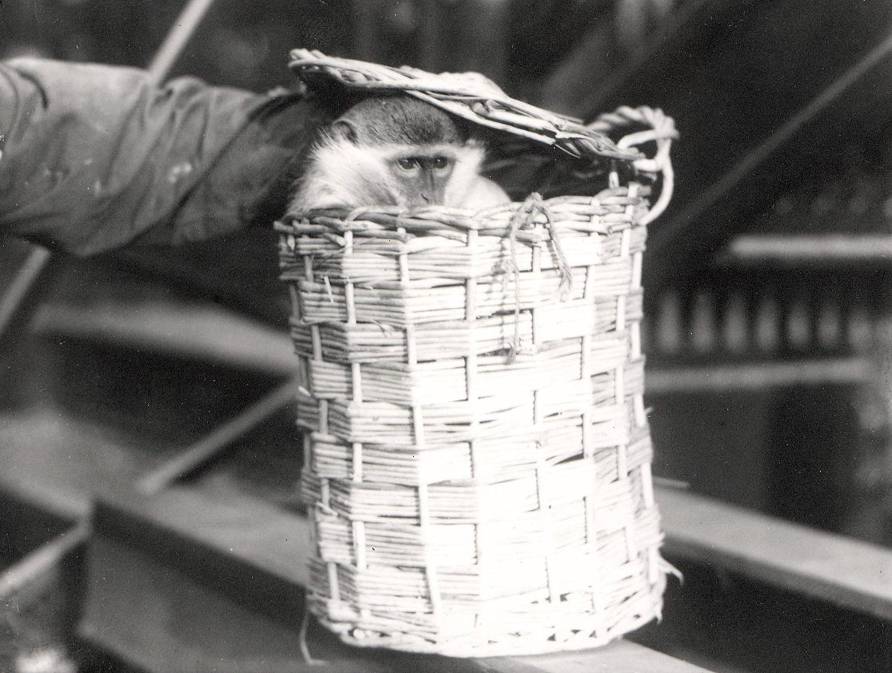 A monkey in a hamper at ZSL London Zoo, December 1922  by Frederick William Bond