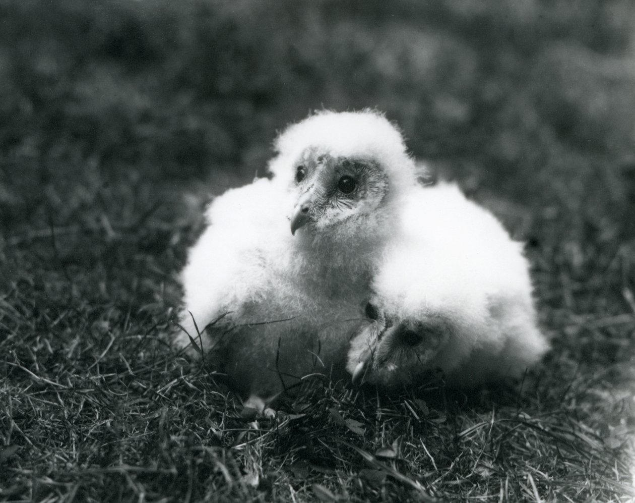 A pair of Barn Owl chicks at London Zoo, August 1913  by Frederick William Bond
