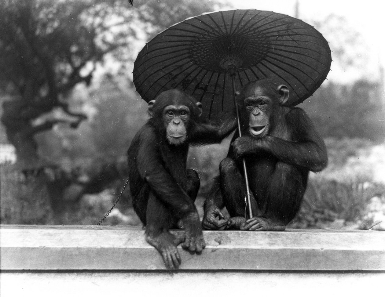 ZSL Londra Hayvanat Bahçesi'nde bir çift şempanze, 1931 by Frederick William Bond