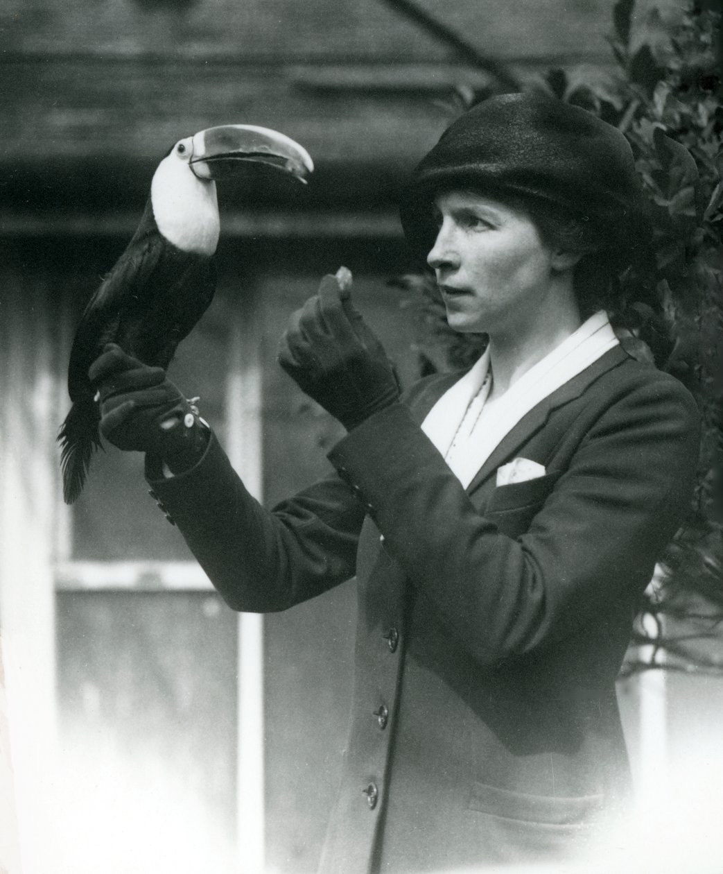 Beyaz boğazlı bir tukan, eldivenli eline tüneyen bir bayan tarafından besleniyor, Londra Hayvanat Bahçesi, 1923 (bw fotoğraf) by Frederick William Bond