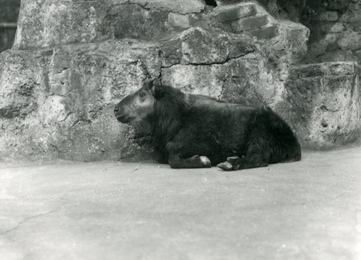 Cattle Chamois veya Gnu Goat olarak da bilinen genç bir Takin, Londra Hayvanat Bahçesi, Nisan 1923 (bw fotoğraf) by Frederick William Bond