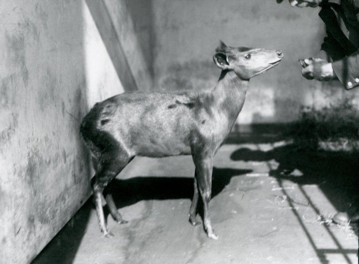 Londra Hayvanat Bahçesi'nde bir Abbott's Duiker, Nisan 1922 by Frederick William Bond