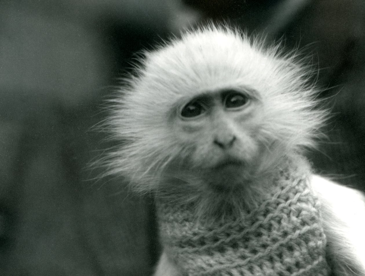 Ceropithecus cinsi bir albino Eski Dünya Maymunu, Temmuz 1922