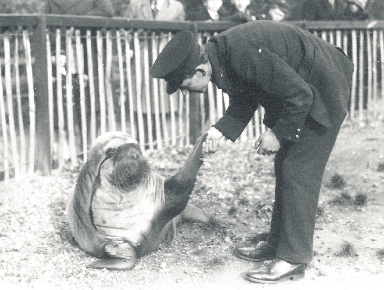 Andy mors ZSL Londra Hayvanat Bahçesi'nde, 1925 by Frederick William Bond