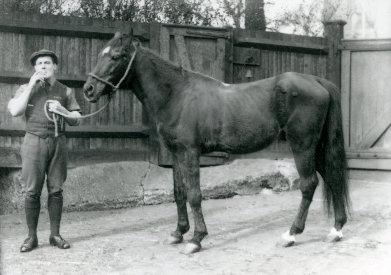 Arap aygırı Dwarka, atlı minibüs sürücüsü Pony Moore ile birlikte, Londra Hayvanat Bahçesi, 1921 (bw fotoğraf) by Frederick William Bond