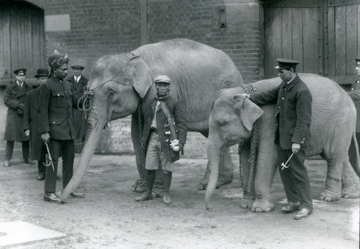 Birman filleri ve bekçisi, Jack Milbourne, Syed Ali (solda) ve San Dwe (ortada), Londra Hayvanat Bahçesi, Mayıs 1923 (bw fotoğraf) by Frederick William Bond