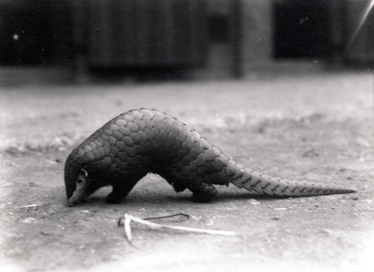 Çin pangolini, Temmuz 1925 by Frederick William Bond