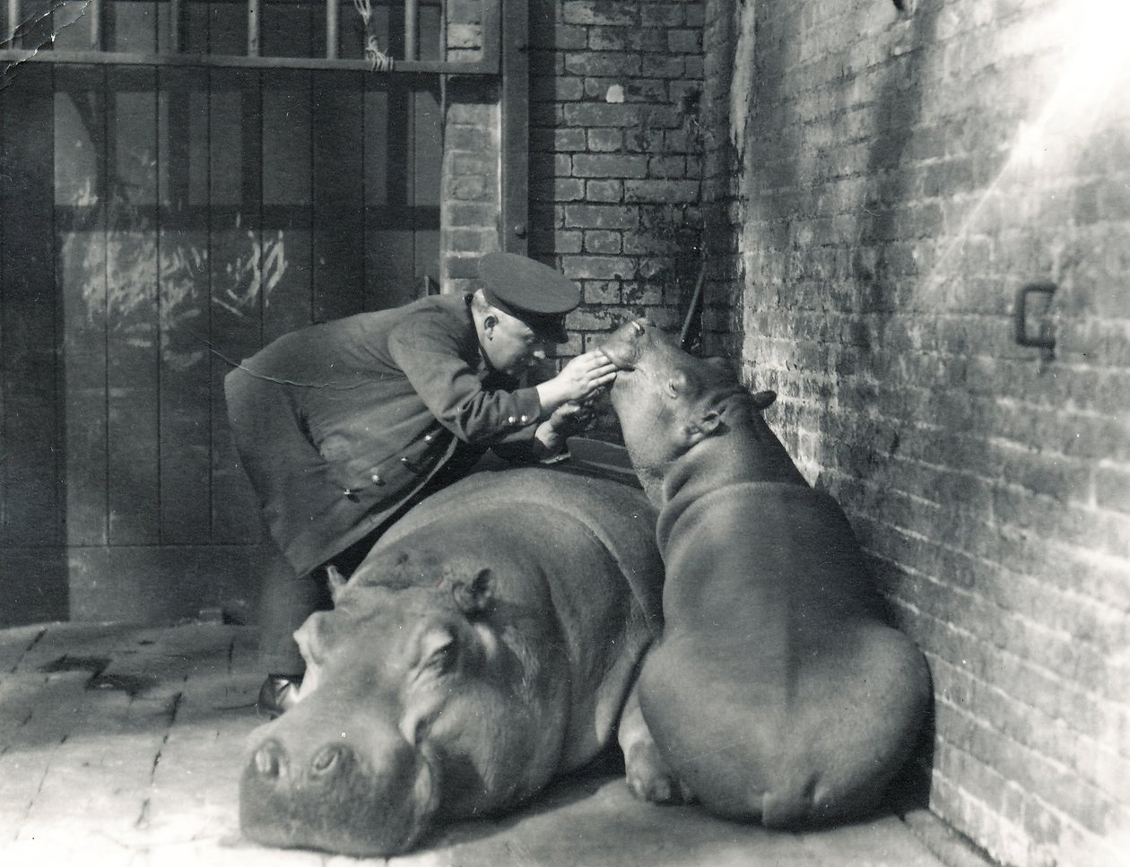 Ortak su aygırları Jean ve Jimmy, bekçi Ernie Bowman ile, ZSL Londra Hayvanat Bahçesi