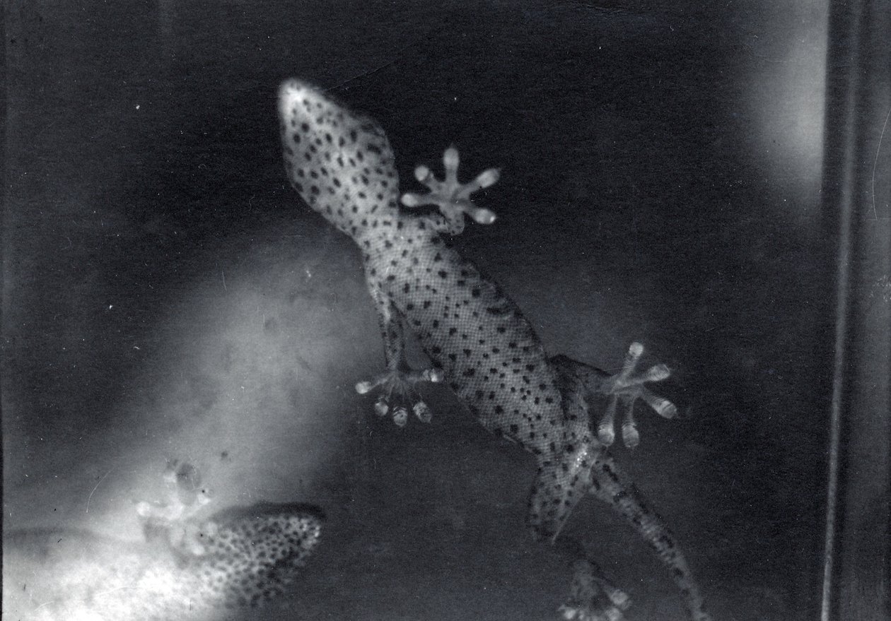 cam üzerine geko by Frederick William Bond