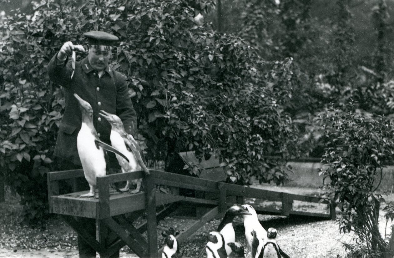 Kara Ayaklı Penguenler, Londra Hayvanat Bahçesi, 1914 by Frederick William Bond