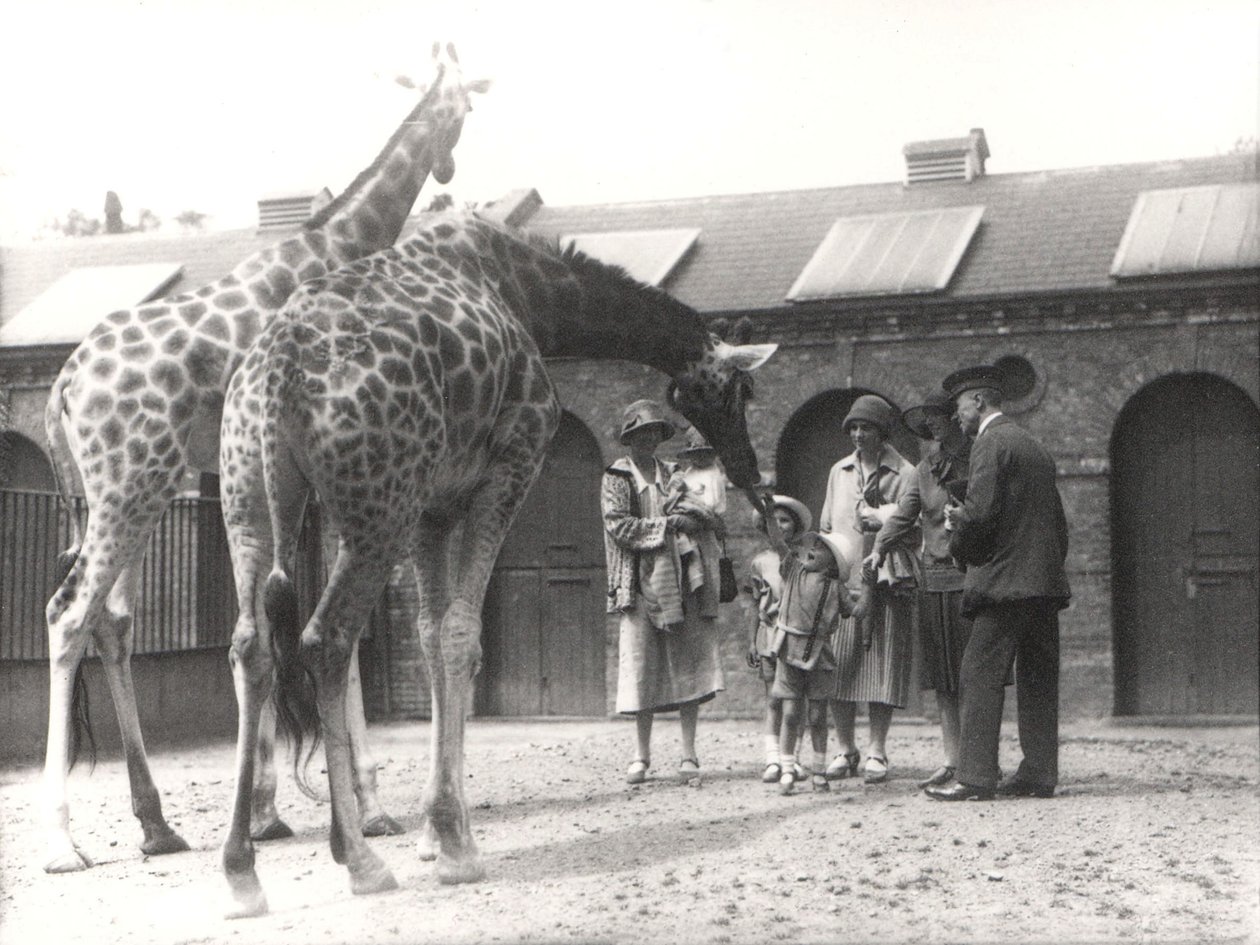ಜುಲೈ 1926 ರಿಂದ ಟರ್ಕ್‌ನಿಂದ ZSL ಲಂಡನ್ ಮೃಗಾಲಯದಲ್ಲಿ ಜಿರಾಫೆಗಳು ಮತ್ತು ಸಂದರ್ಶಕರು by Frederick William Bond