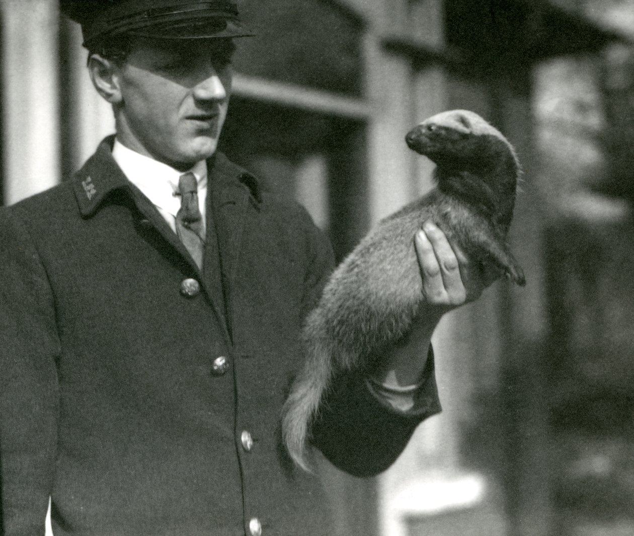 Gardiyan Leslie Flewin elinde bir Grison, Londra Hayvanat Bahçesi, 1923 (bw fotoğraf) by Frederick William Bond