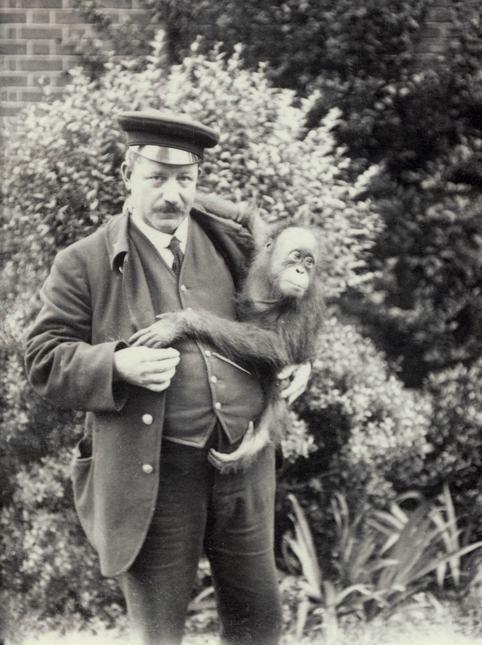 Keeper Z. Rodwell holding young Orangutan at London Zoo, October 1913  by Frederick William Bond