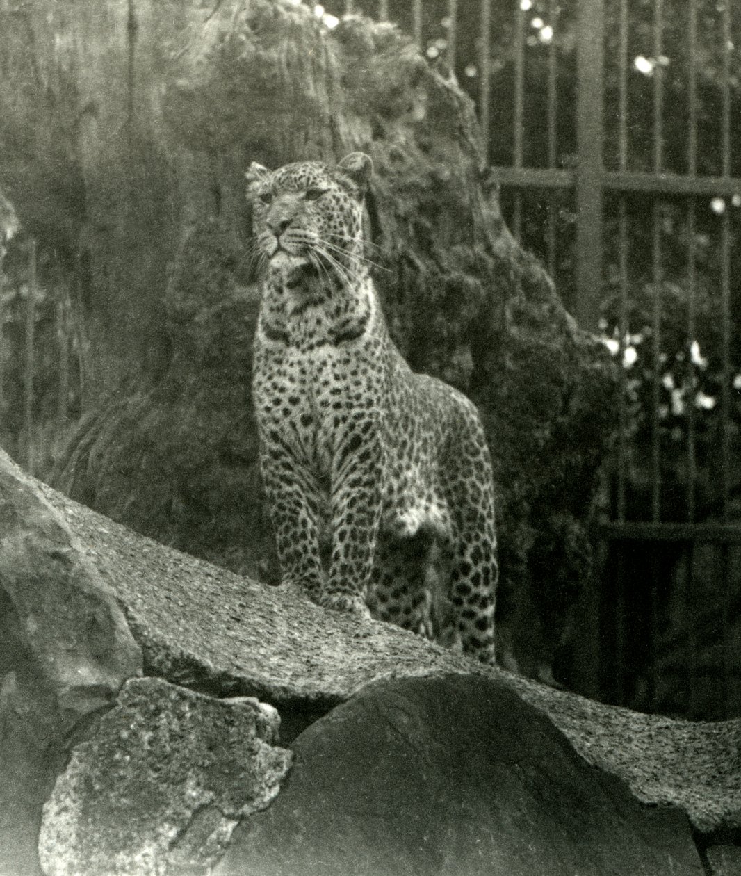 Leopard Rex standing on rocks in his enclosure at London Zoo, 1923 (bw photo) by Frederick William Bond