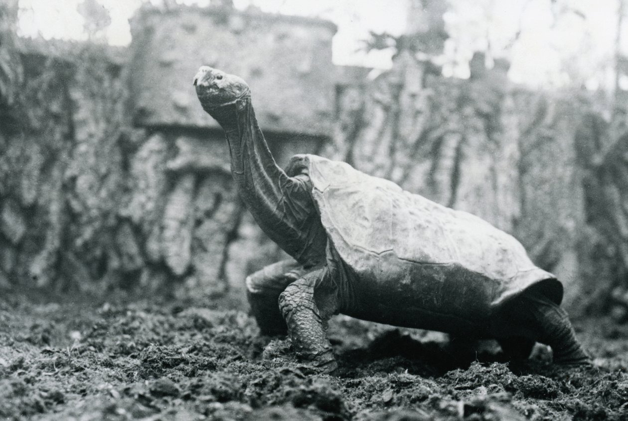 Male Abingdon or Pinta Island Giant Tortoise at London Zoo, 20th January 1914  by Frederick William Bond
