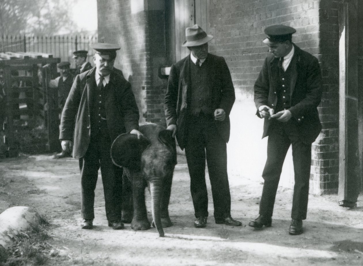 Yeni gelen bebek Pigme Orman Fili 'Tiny', bakıcıları Robertson, Stimpson ve Milbourn ile Londra Hayvanat Bahçesi'nde, Ekim 1922 by Frederick William Bond