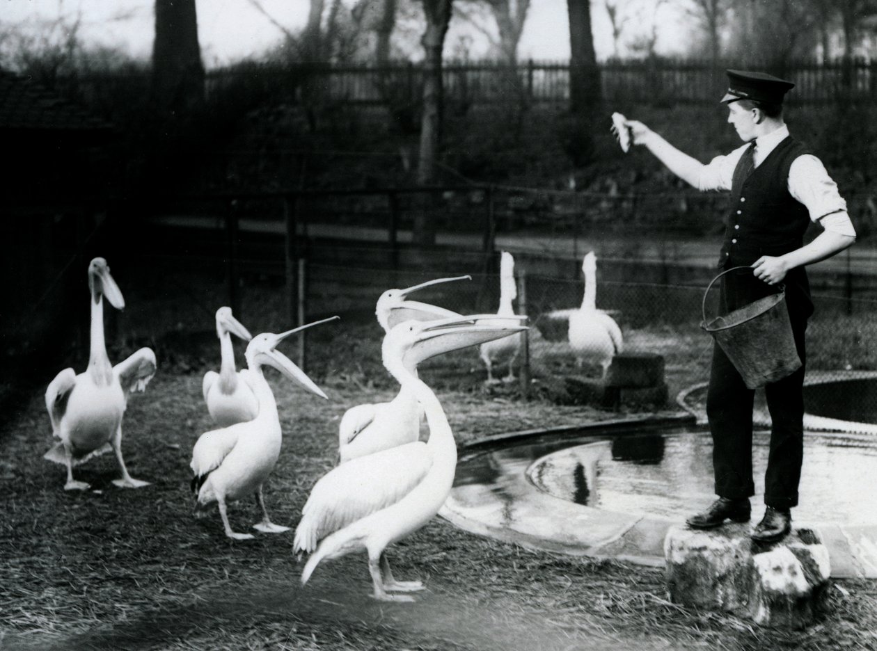 Havuz başında bekçileri tarafından balıkla beslenen pelikanlar, Londra Hayvanat Bahçesi, Aralık 1922 (bw fotoğraf) by Frederick William Bond
