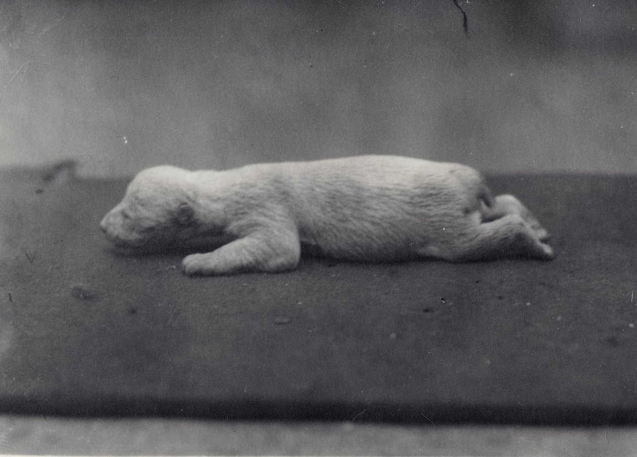 Ocak 1920